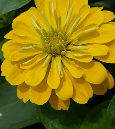 Zinnia Magellan Yellow